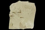 Fossil Crane Fly (Pronophlebia) Cluster - Green River Formation, Utah #111398-1
